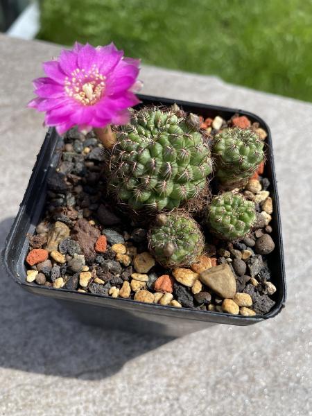 Sulcorebutia mojocoensis